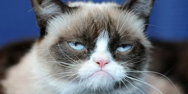 Pop_Culture_Cats_grumpy_Cat