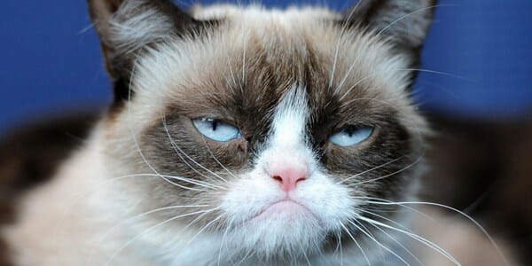 Pop_Culture_Cats_grumpy_Cat